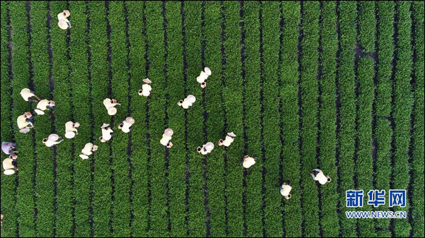 เก็บใบชาทิกวนอิมในวันหานลู่
