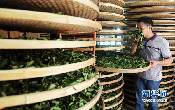 เก็บใบชาทิกวนอิมในวันหานลู่