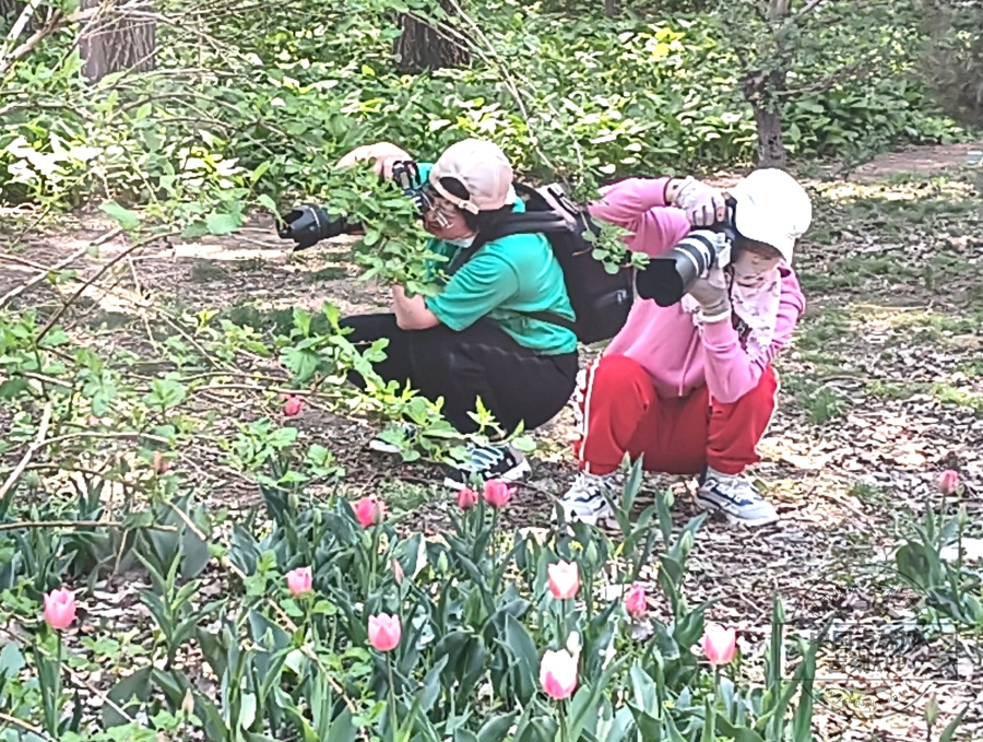 长春公园郁金香花开满园