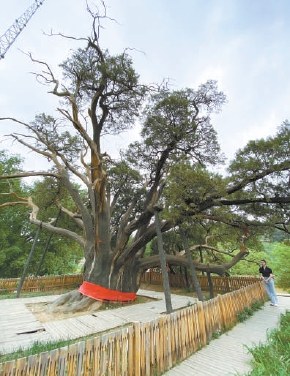 北京今年试点建20个古树主题公园
