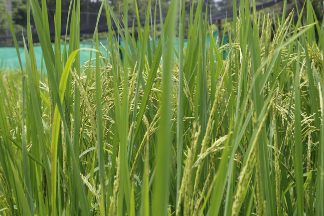 杂交水稻在缅甸让亩产翻番  已成为靓丽的中国名片_fororder_中缅杂交水稻在试验田结穗