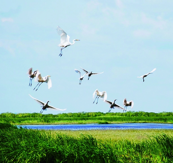 黑龙江江十大观鸟地带你感受“鸟类天堂”