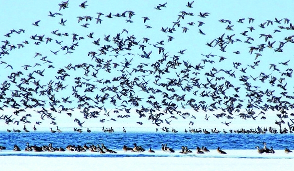 黑龙江江十大观鸟地带你感受“鸟类天堂”