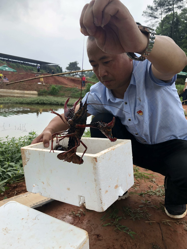 图片默认标题_fororder_大坪乡党委书记张勇向嘉宾介绍当地生态养殖的龙虾--供图-大坪乡政府3
