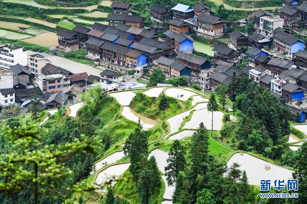 (中首)黔东南黎平:梯田小满入胜景 美丽乡村画中来