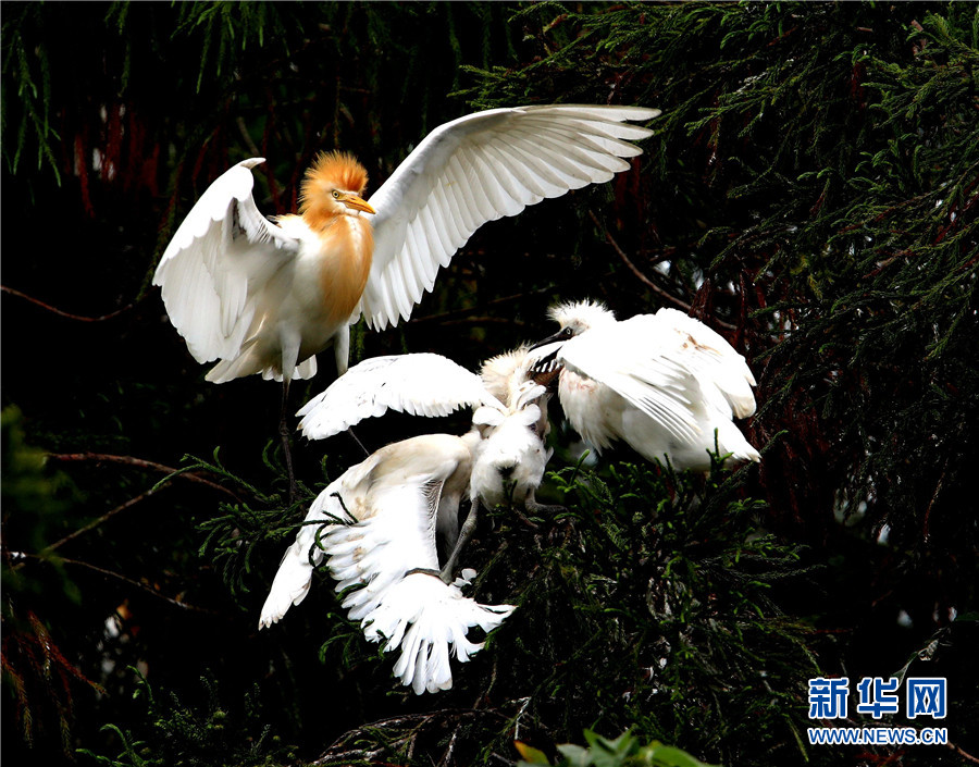 美しいシラサギを鑑賞　雲南省臨滄玉竜湖畔_fororder_FOREIGN202105131643000529890331404