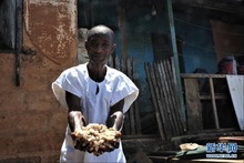 探访巧克力的故乡——加纳可可种植园