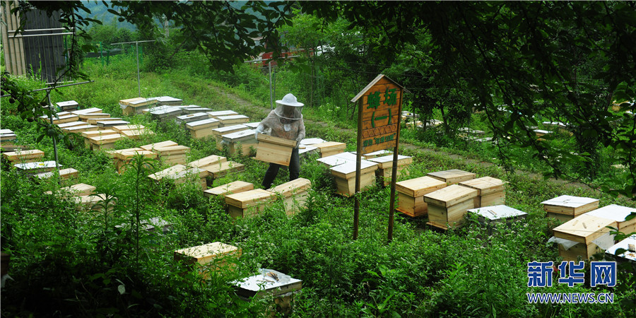 【城市远洋】重庆石柱：小蜜蜂托起乡村振兴大梦想