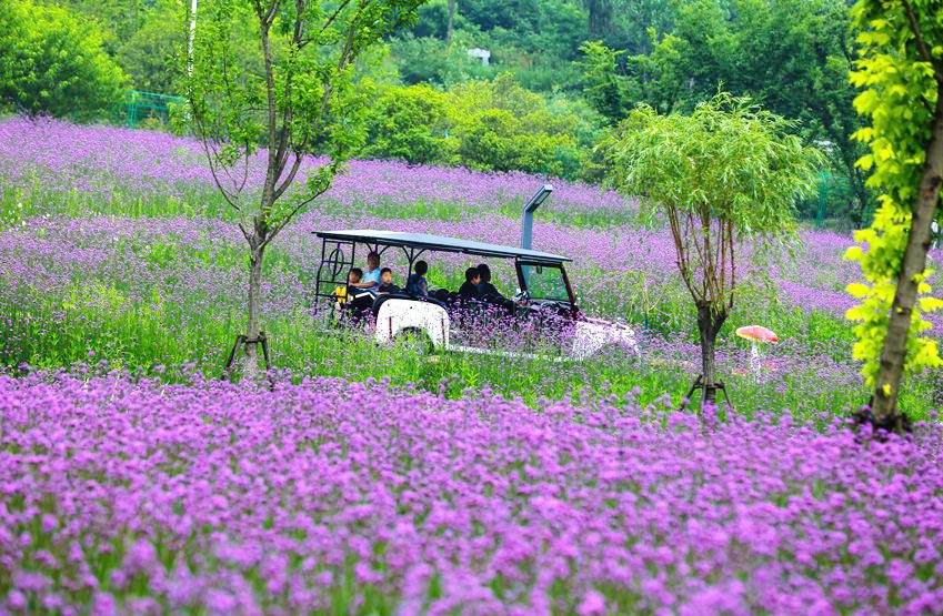 信阳光山：马鞭草花盛开引客来