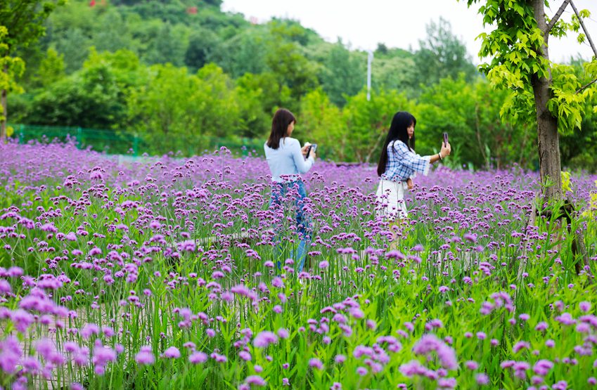 信阳光山：马鞭草花盛开引客来