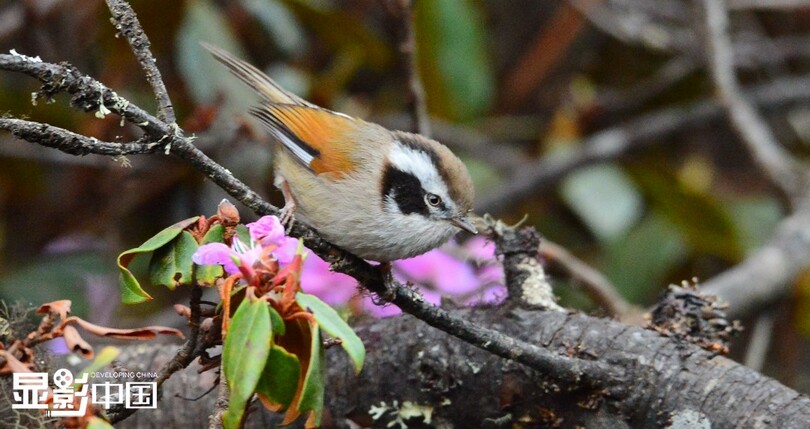 ความงามของนกนานาพันธุ์_fororder_0703