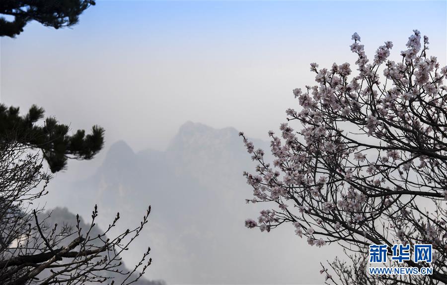 4月10日，華山西峰鮮花盛開。新華社記者 陶明 攝