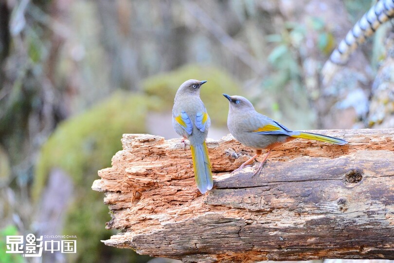 ความงามของนกนานาพันธุ์_fororder_0704