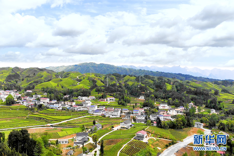 茶香满地 航拍湖北茶叶第一镇