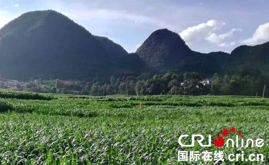 贵州紫云：生态循环农业助力乡村美百姓富