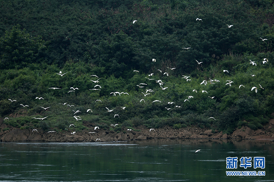 广西河池：碧水绕城白鹭飞