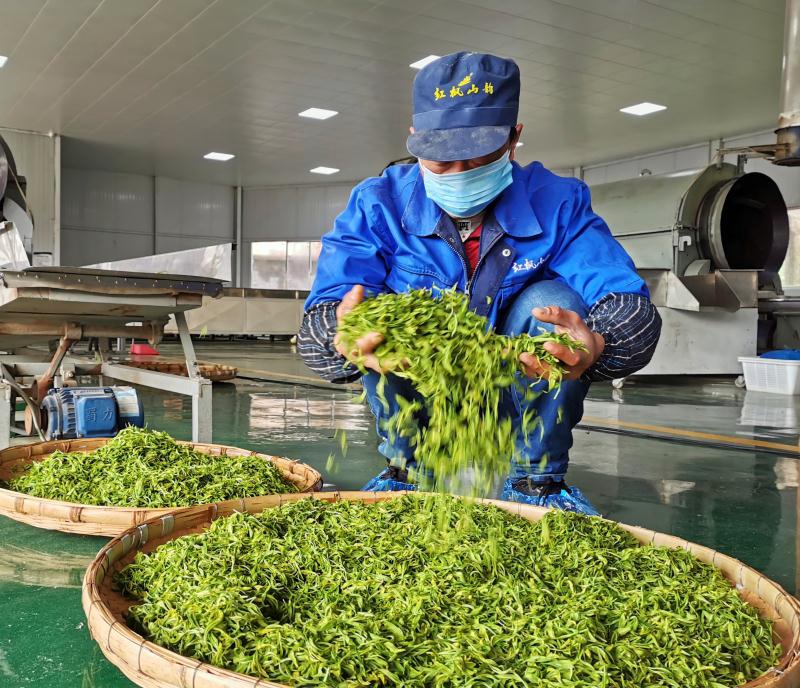 贵州清镇:红枫山韵茶飘香