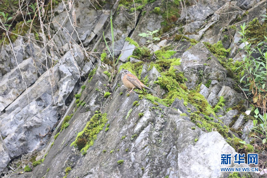 湖北鸟类再添新成员！神农架发现湖北省鸟类新记录种黑喉歌鸲、异色树莺