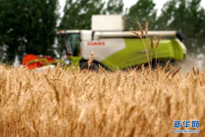 「夏糧」の産地　収穫のシーズンに