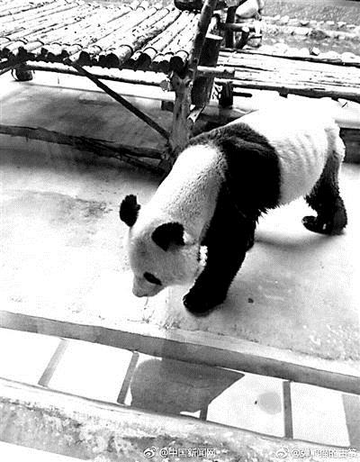 秦岭野生动物园大熊猫瘦成皮包骨 园方：得了牙病