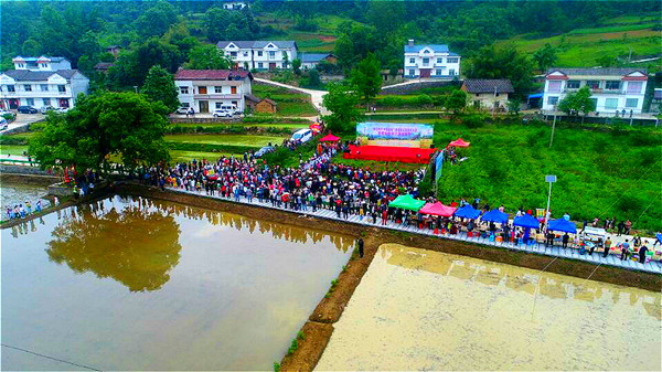 宜昌：兴山黄粮镇赛民歌忙插秧 打造乡村旅游文化“民”圈