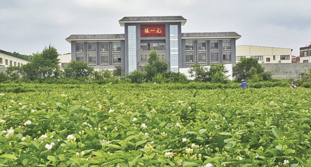 (用作非遗专题填充稿)“张一元”茉莉花茶窨制技艺 (用作非遗专题填充稿)“张一元”茉莉花茶窨制技艺