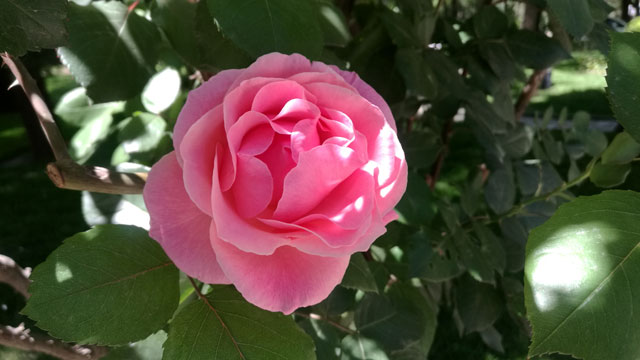 图片默认标题_fororder_月季