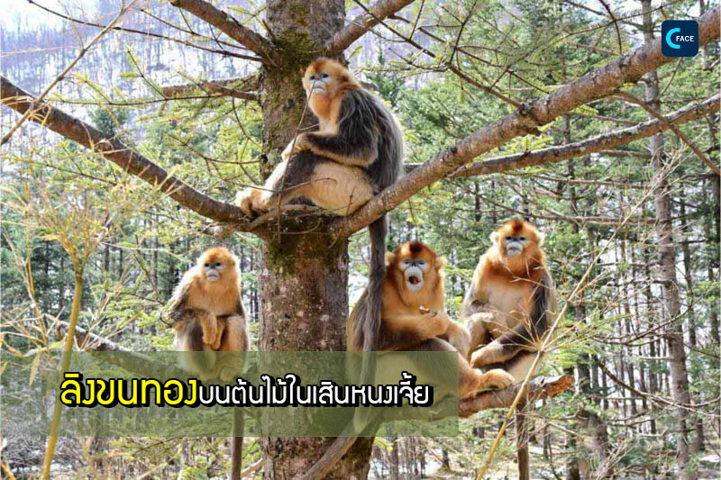 图片默认标题_fororder_01_1