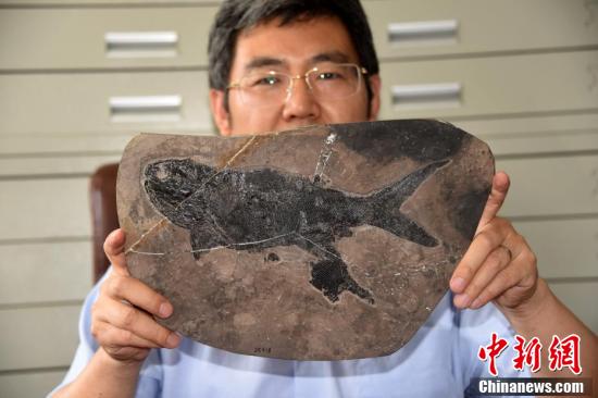 พบฟอสซิลปลาชนิดใหม่ขนาดใหญ่อายุกว่า 244 ล้านปี_fororder_20210520化石3