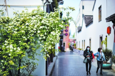 （旅游列表 三吴大地南京 移动版）南京：木香花满枝 宛如“花瀑布”