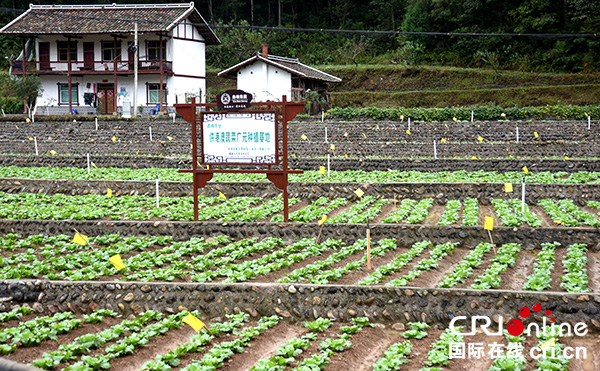 图片默认标题_fororder_返创创业蔬菜基地（摄影-徐琴）