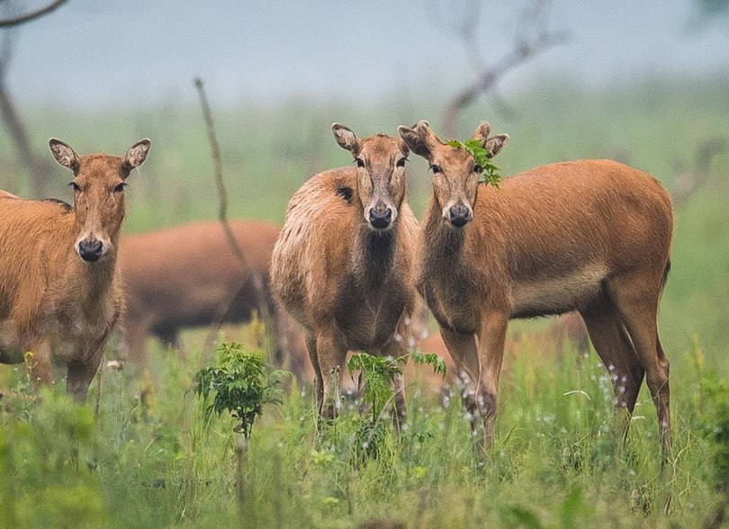 ทางน้ำเก่าแม่น้ำแยงซี กลายเป็นถิ่นอาศัยของกวางปักกิ่ง_fororder_麋鹿3