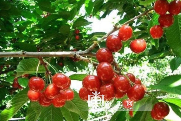 鹤岗今年种植33.8万株抗寒大樱桃 探索特色增收路