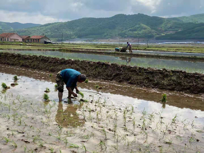 農家の田植えが最終段階に　吉林省通化県_fororder_F 3