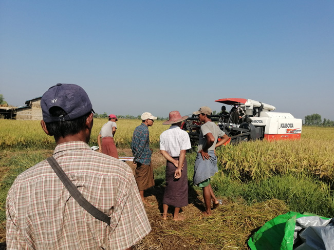 杂交水稻在缅甸让亩产翻番  已成为靓丽的中国名片_fororder_江苏明天种业对农户种植进行指导