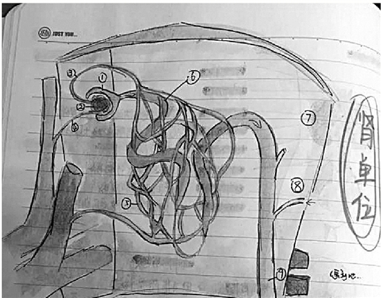 初三女生把科学笔记整成绘本 彩色手绘插画配文字说明