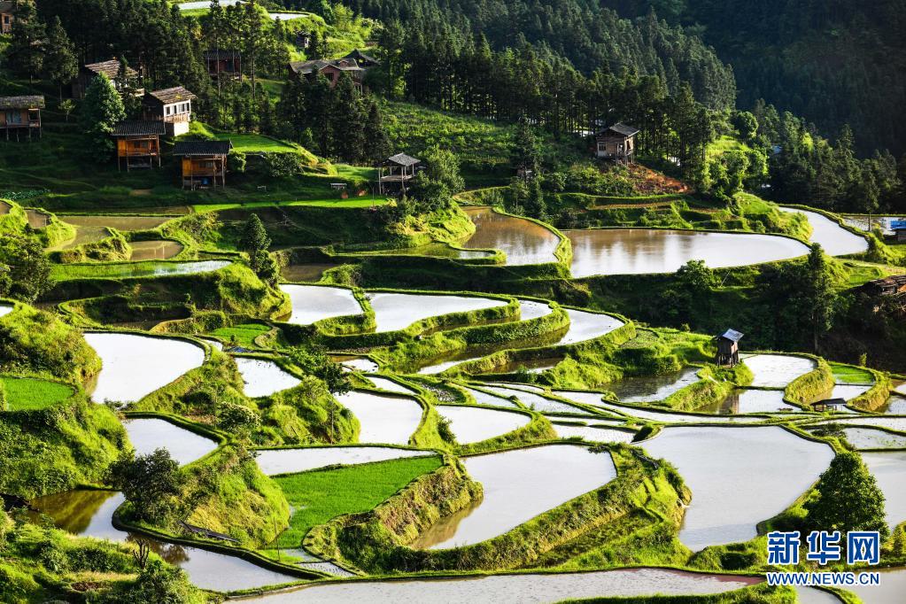 (中首)黔东南黎平:梯田小满入胜景 美丽乡村画中来
