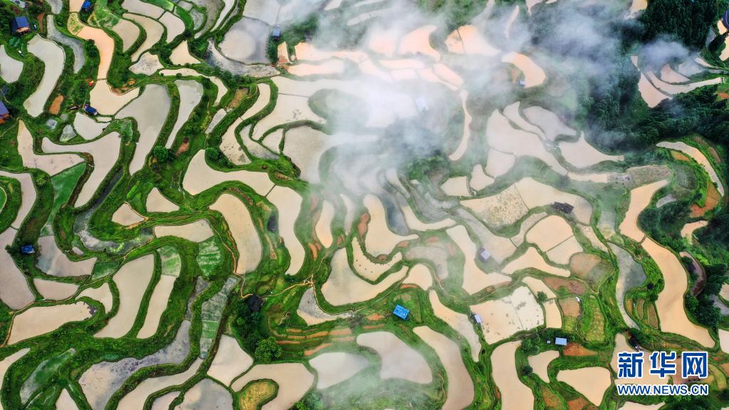 (中首)黔东南黎平:梯田小满入胜景 美丽乡村画中来