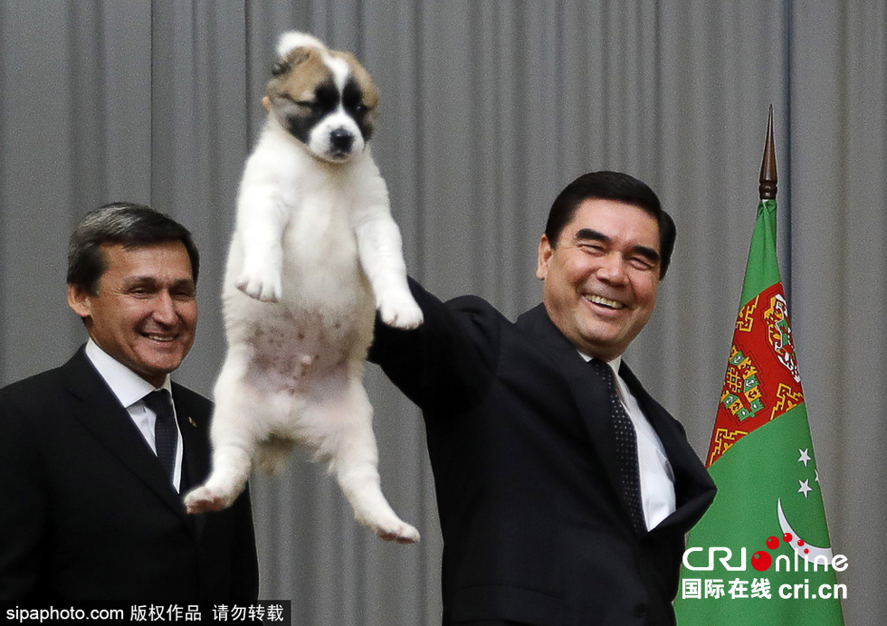 土库曼斯坦总统送普京小狗狗 画风萌萌哒(组图
