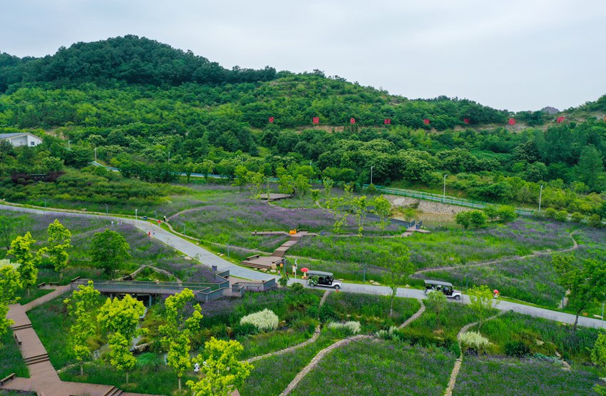 信阳光山：马鞭草花盛开引客来