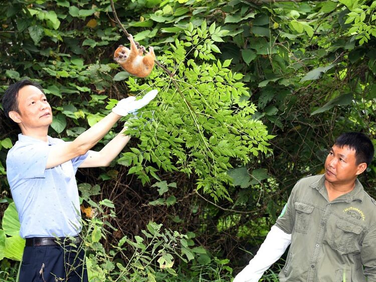 广西放归国家一级保护野生动物蜂猴和倭蜂猴