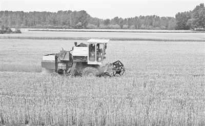 河南全省已收获小麦4550万亩 占比过半