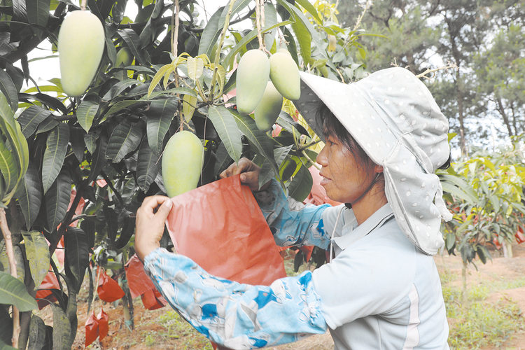 南宁邕宁区中和镇：芒果飘香 产业兴旺