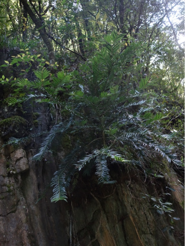 重庆阴条岭发现植物“活化石”穗花杉种群