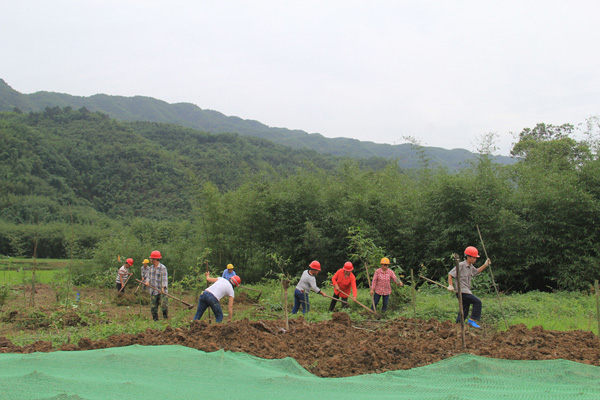 图片默认标题_fororder_工人在植绿