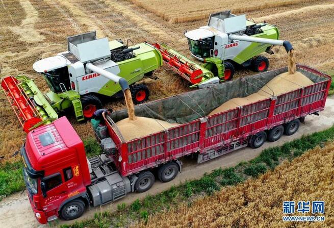 「夏糧」の産地　収穫のシーズンに_fororder_C－3