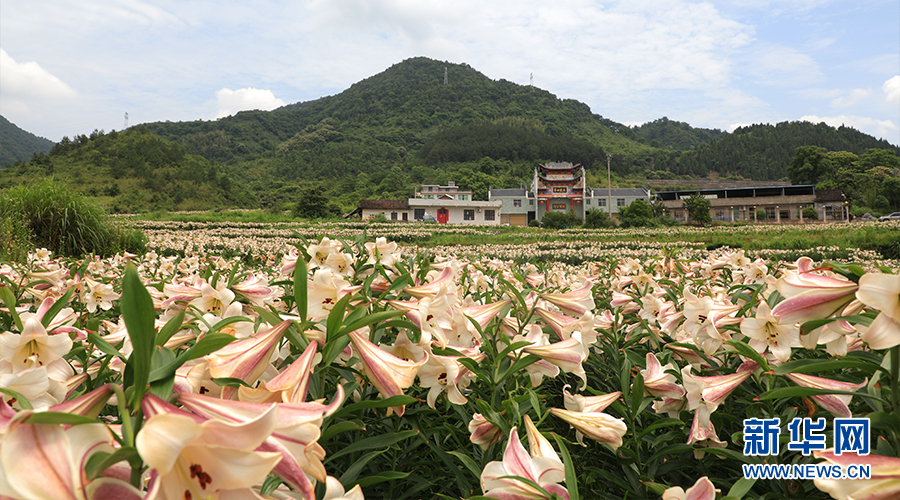 湖北通山：百合花开迎客来