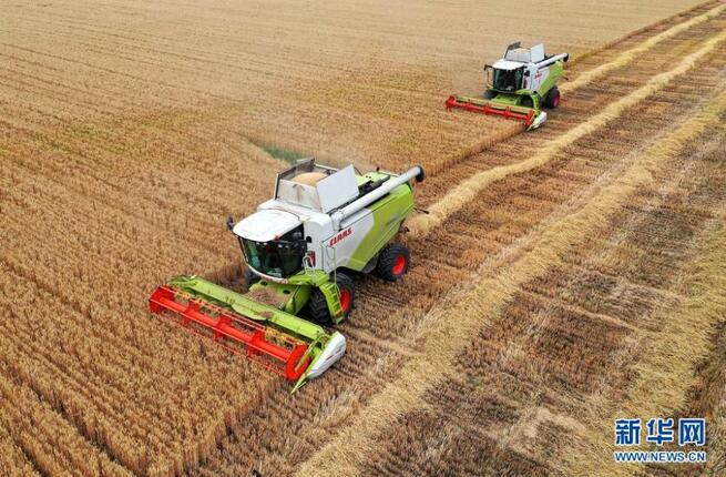 「夏糧」の産地　収穫のシーズンに_fororder_C