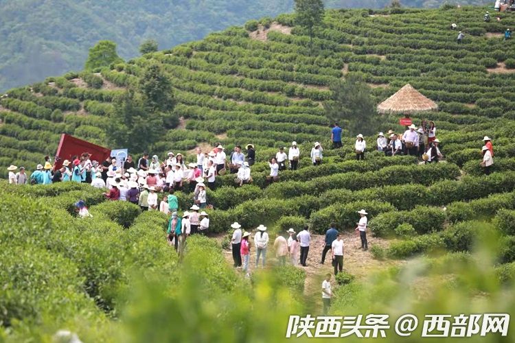 （转载）第二届陕西网上茶博会走进平利：赏乡村美景 品安康富硒茶