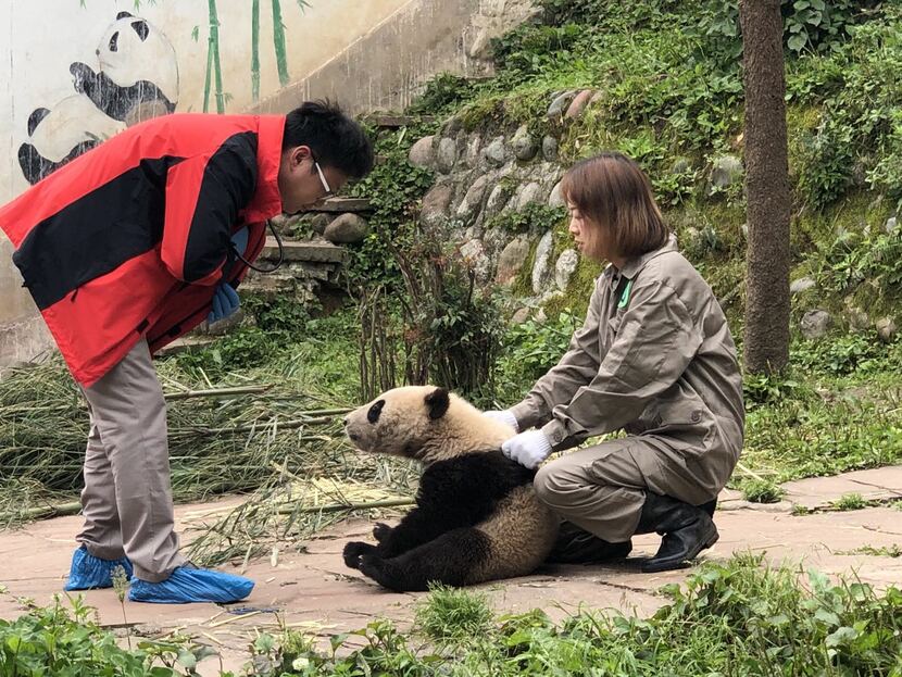 “Chị gấu trúc” Mã Thanh Tùng “Chị gấu trúc” Mã Thanh Tùng_fororder_tung1